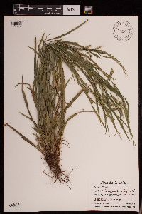 Carex grisea image