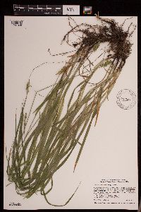 Carex cephaloidea image