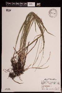 Carex hirtifolia image