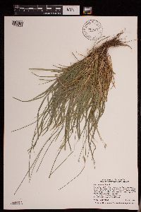 Carex deweyana image
