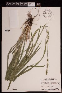 Carex sparganioides image