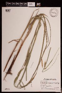 Carex laeviconica image