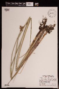 Schoenoplectus acutus image
