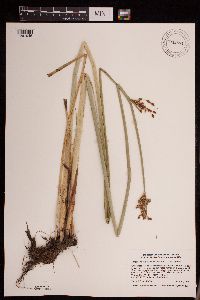 Schoenoplectus tabernaemontani image