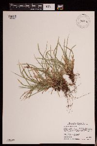 Carex pedunculata image