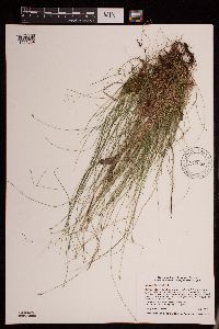 Carex leptalea image