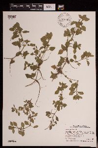 Media resource of Ludwigia palustris