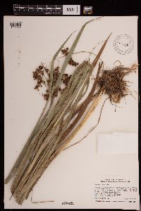 Scirpus atrovirens image