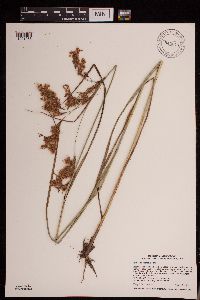 Scirpus pedicellatus image