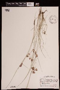 Cyperus diandrus image
