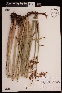 Schoenoplectus tabernaemontani image