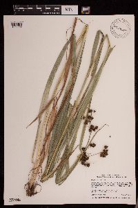 Scirpus atrovirens image
