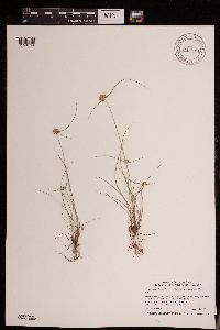 Cyperus lupulinus image