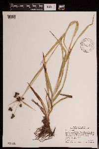 Scirpus atrovirens image