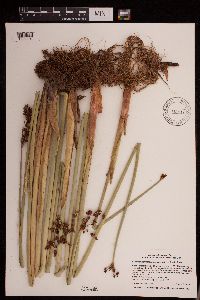 Schoenoplectus tabernaemontani image