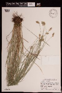 Carex scoparia image