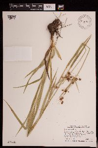 Scirpus hattorianus image