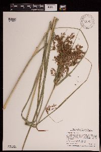 Scirpus pedicellatus image