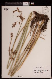 Schoenoplectus tabernaemontani image