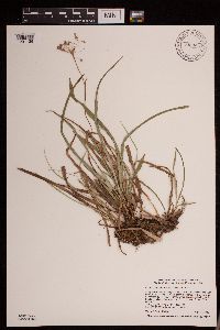 Luzula acuminata image