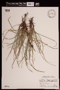 Carex pedunculata image