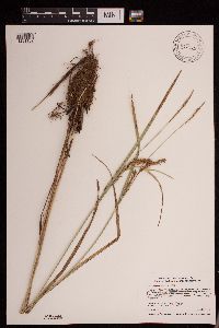 Carex trichocarpa image