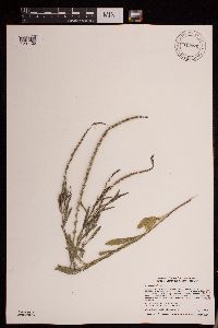 Media resource of Verbena simplex