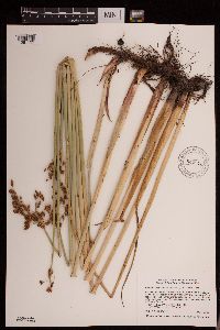 Schoenoplectus tabernaemontani image