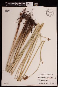 Schoenoplectus acutus image