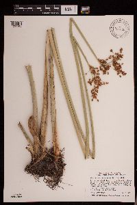Schoenoplectus tabernaemontani image