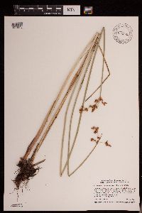 Schoenoplectus tabernaemontani image