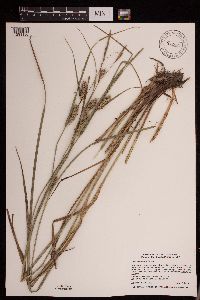 Carex laeviconica image