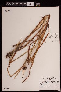 Sparganium eurycarpum image