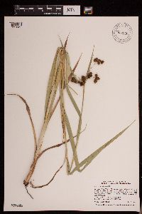 Scirpus atrovirens image