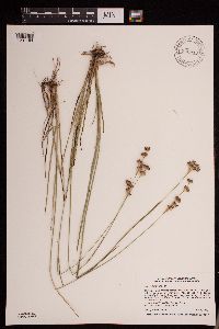 Juncus longistylis image