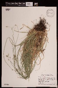 Carex deweyana image