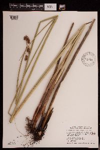 Schoenoplectus acutus image