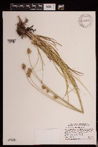 Carex brevior image
