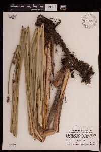 Schoenoplectus acutus image