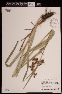 Scirpus atrovirens image
