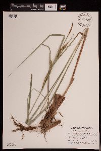 Carex aquatilis image