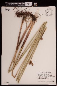 Schoenoplectus acutus image
