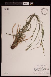 Carex debilis image