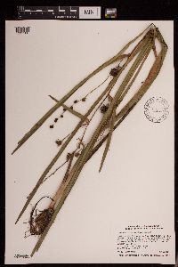 Sparganium eurycarpum image