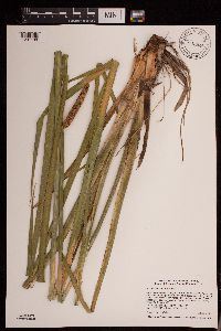 Acorus americanus image