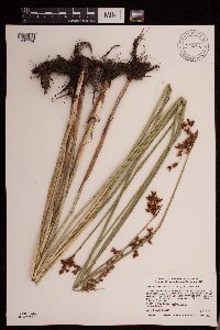 Schoenoplectus tabernaemontani image