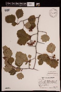 Crataegus macrosperma image