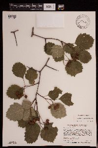 Crataegus macrosperma image