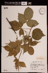 Rubus frondosus image