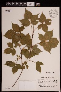 Rubus frondosus image